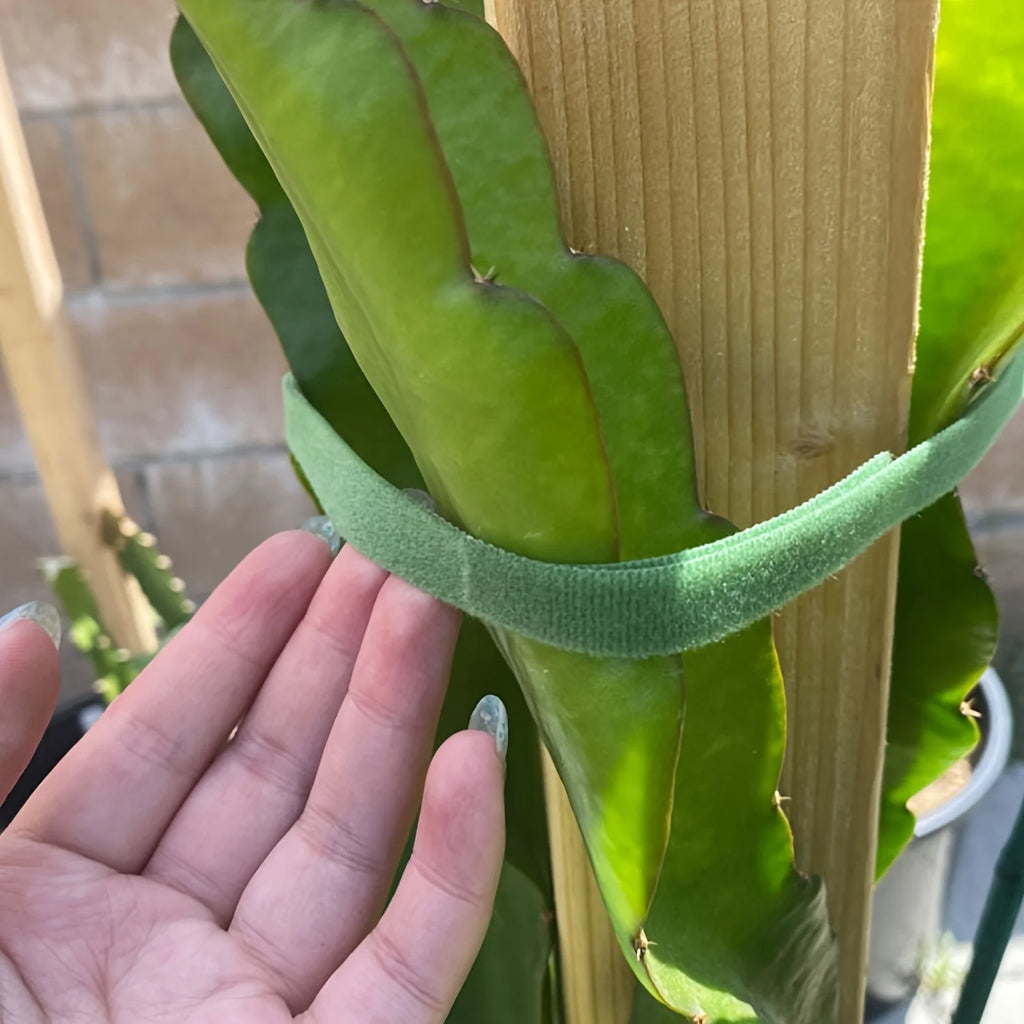 2M Nylon Plant Ties Plant Bandage Hook Tie Loop Adjustable Plant Support Reusable Fastener Tape for Home Garden Accessories